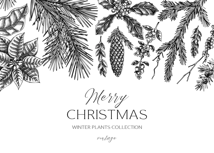 Christmas background design. Winter plants vintage banner. Conifer trees, winter flowers, birds sketches. Hand drawn vector illustration. NOT AI generated